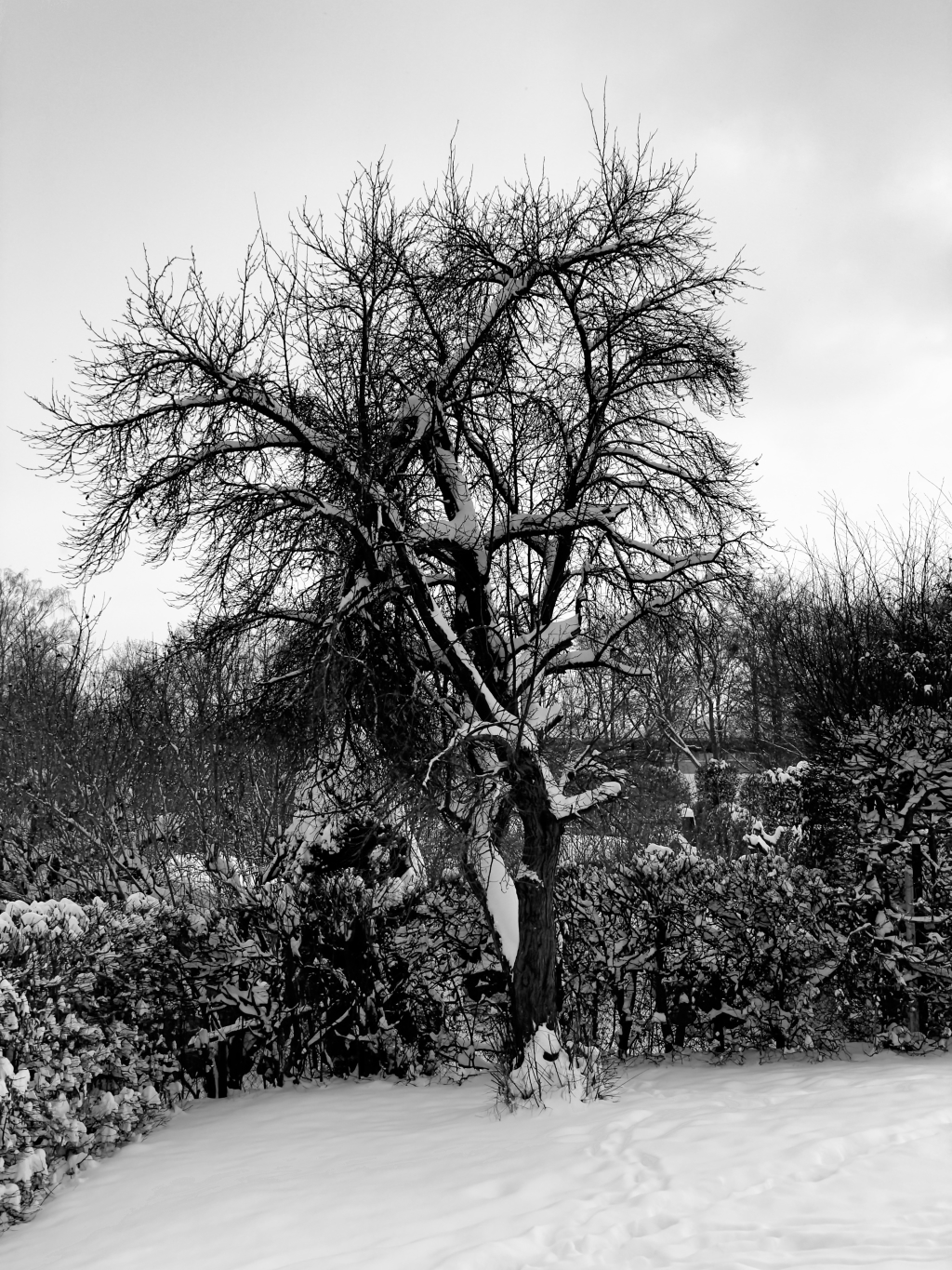 Posterbild winterbaum.jpg
