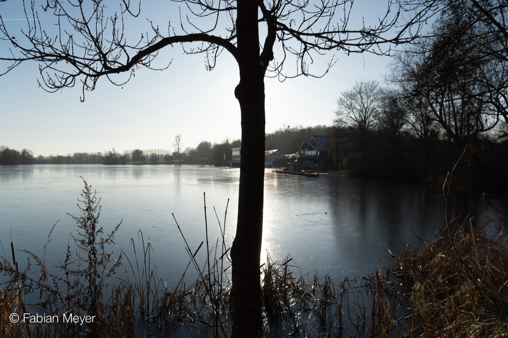 Posterbild baumsilhouette.jpg