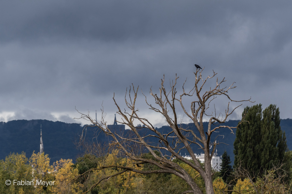 Posterbild herbstkraehe.jpg